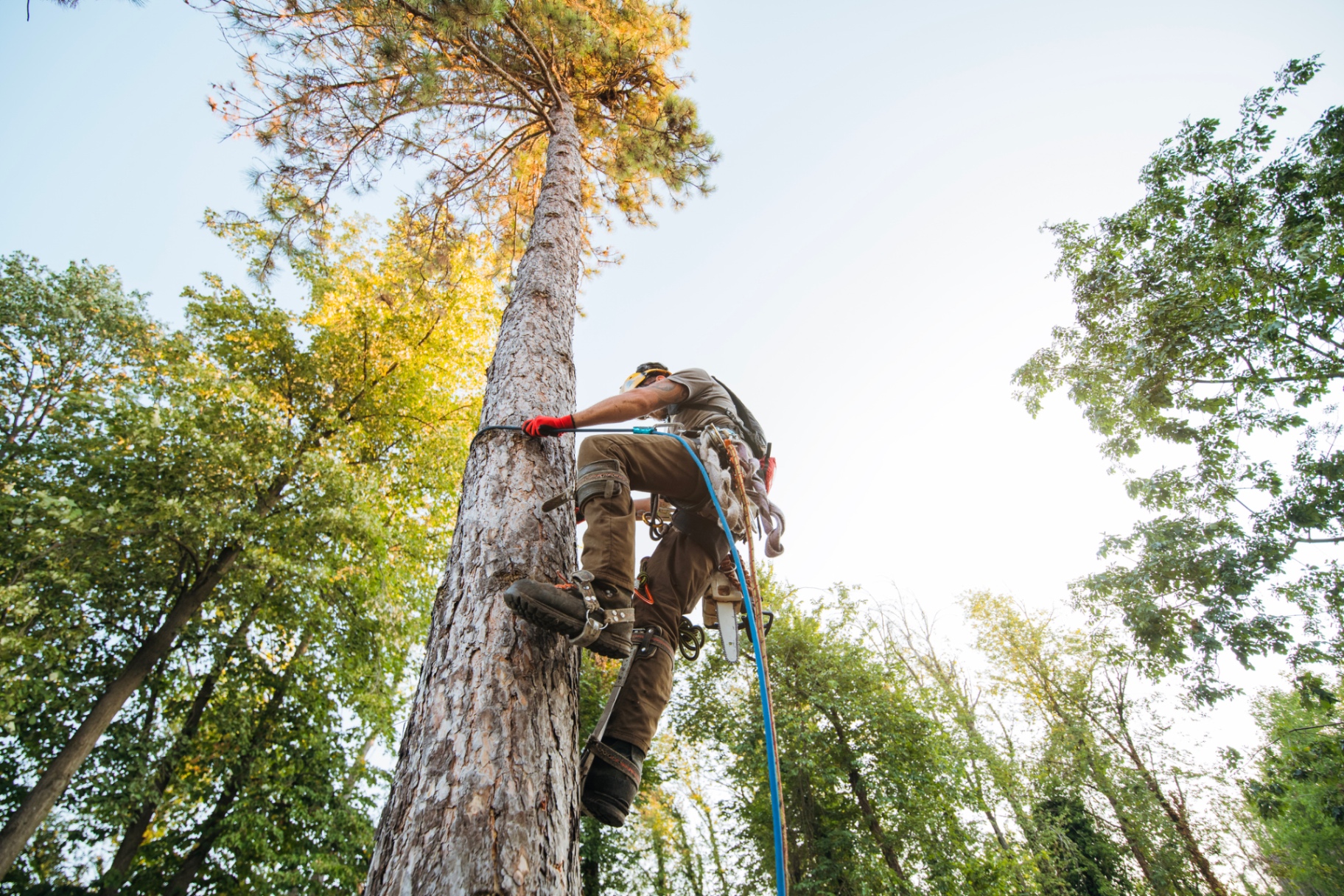 Trädfällare i Värmdö