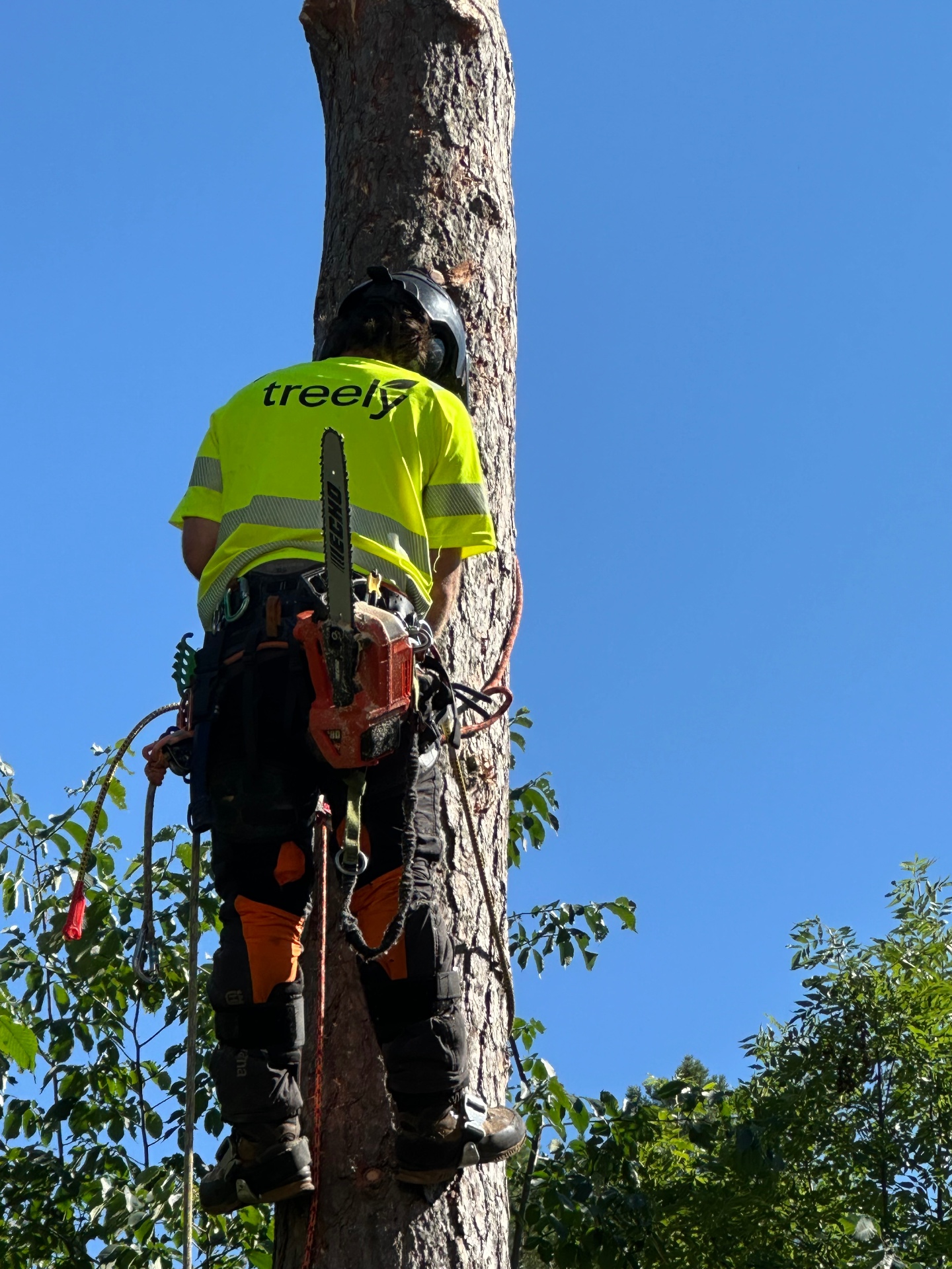 Trädfällare i Värmdö